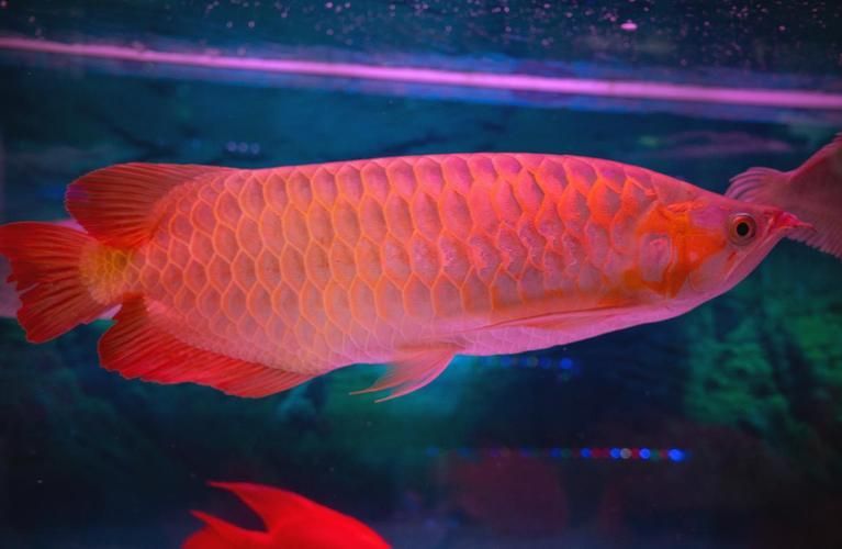 給我一些紅龍魚的照片，紅龍魚品種對比表，紅龍魚鰓蓋腐爛會自愈嗎，龍魚鰓蓋腐爛會自愈嗎 給我一些紅龍魚的照片，紅龍魚品種對比表，紅龍魚鰓蓋腐爛會自愈嗎，龍魚鰓蓋腐爛會自愈嗎 龍魚百科 第18張