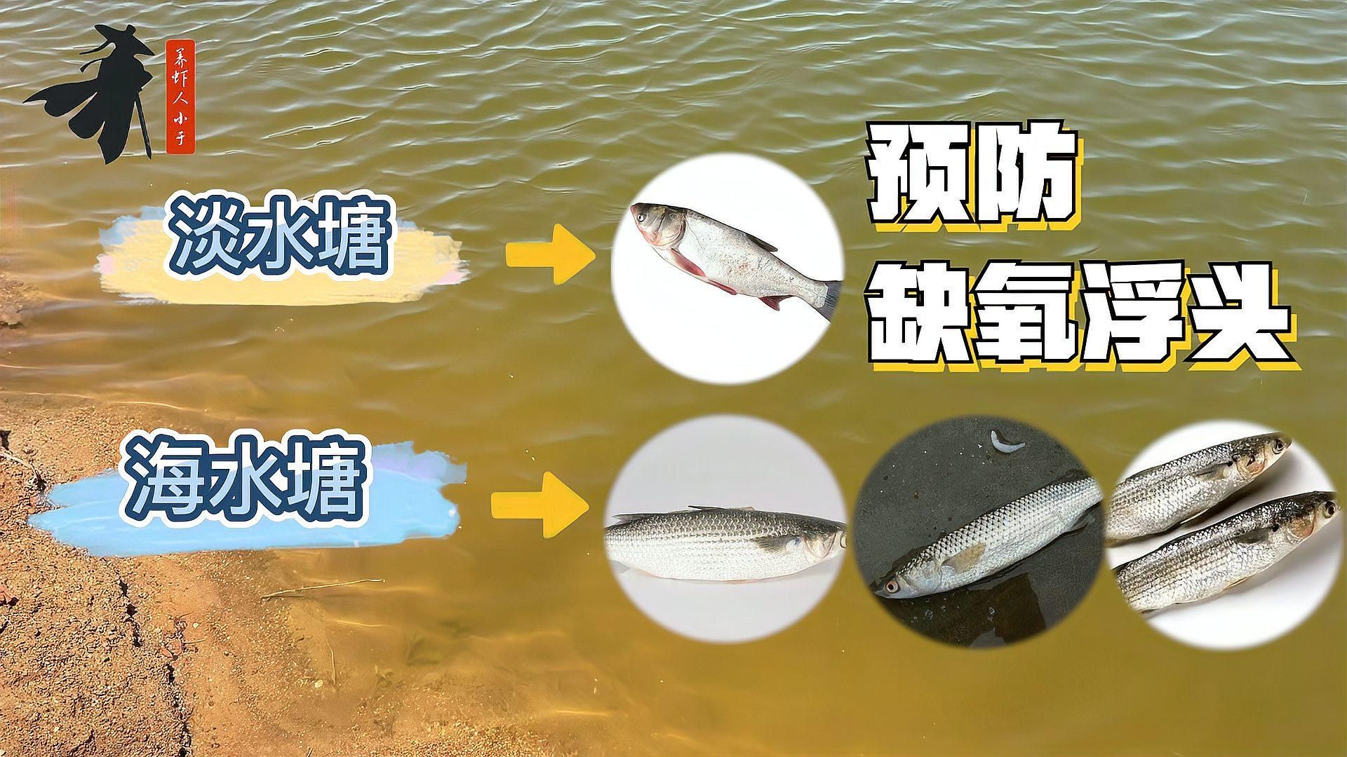 下雨后如何預防魚類浮頭，下雨后魚類浮頭怎么辦 下雨后如何預防魚類浮頭，下雨后魚類浮頭怎么辦 龍魚百科 第1張