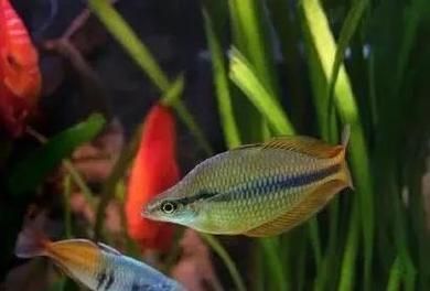 彩鰈和水獵人的價格范圍是多少？，彩鰈（彩虹蝶）與水獵人魚缸價格范圍詳解