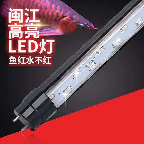 哪種類型的龍魚燈性價比最高？，哪種類型的龍魚燈性價比最高
