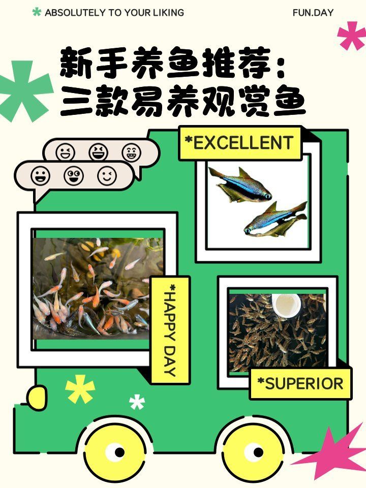 還有哪些觀賞魚適合新手飼養，新手養魚推薦