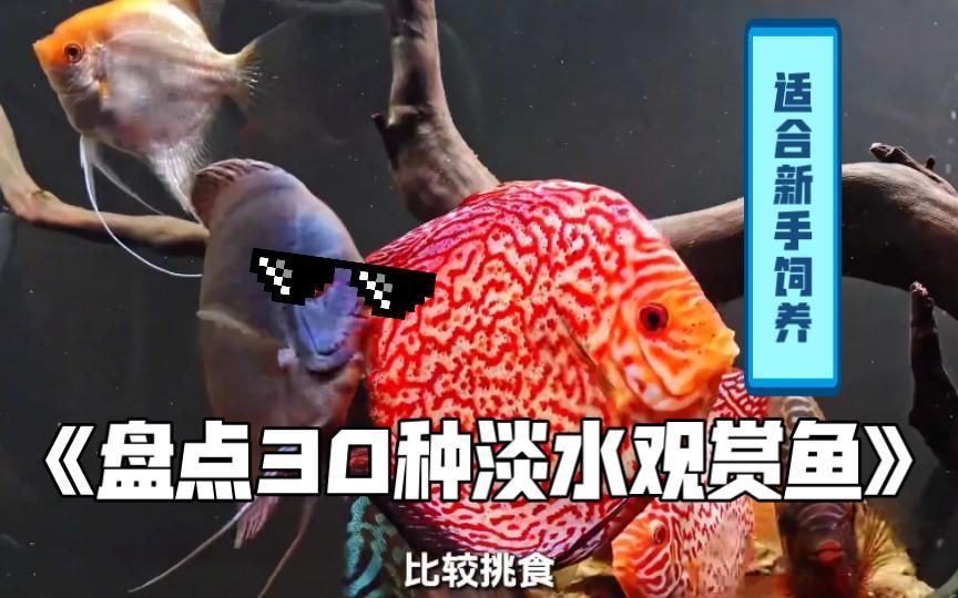 還有哪些觀賞魚適合新手飼養，新手養魚推薦