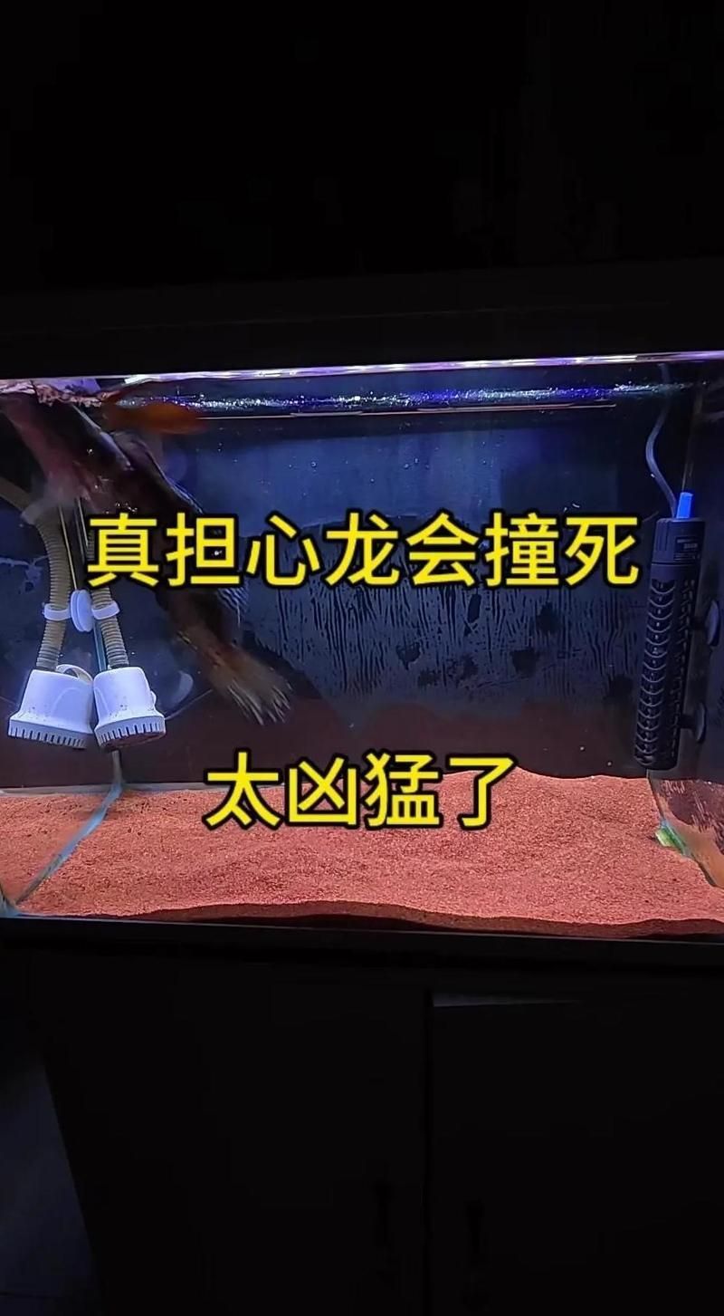寶坻龍魚的養殖方法，天津寶坻龍魚養殖方法詳解