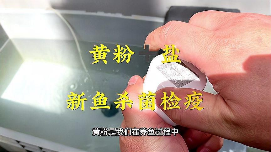 龍魚真菌病特效藥，龍魚真菌病特效治療 龍魚真菌病特效藥，龍魚真菌病特效治療 龍魚百科 第6張