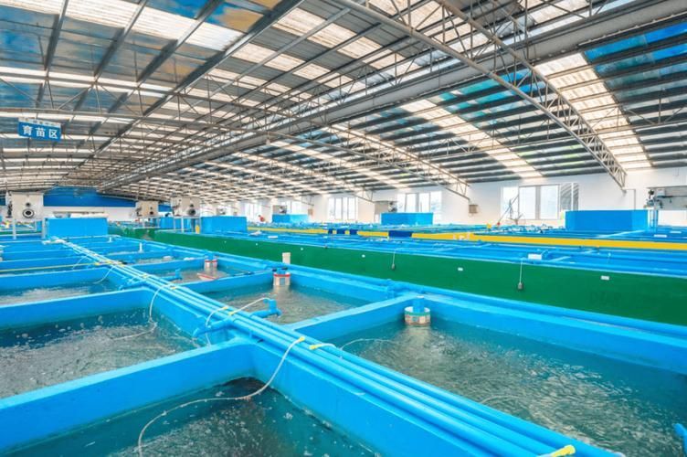 道道全、金龍魚和祥龍魚場各有什么特點？，道道全、金龍魚、祥龍魚場各有什么特點？ 道道全、金龍魚和祥龍魚場各有什么特點？，道道全、金龍魚、祥龍魚場各有什么特點？ 龍魚百科 第18張