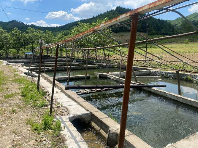 道道全、金龍魚和祥龍魚場各有什么特點？，道道全、金龍魚、祥龍魚場各有什么特點？ 道道全、金龍魚和祥龍魚場各有什么特點？，道道全、金龍魚、祥龍魚場各有什么特點？ 龍魚百科 第15張