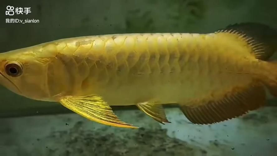 龍魚品相等級中哪個最高？，如何判斷龍魚的品相和發色程度？ 龍魚品相等級中哪個最高？，如何判斷龍魚的品相和發色程度？ 龍魚百科 第4張