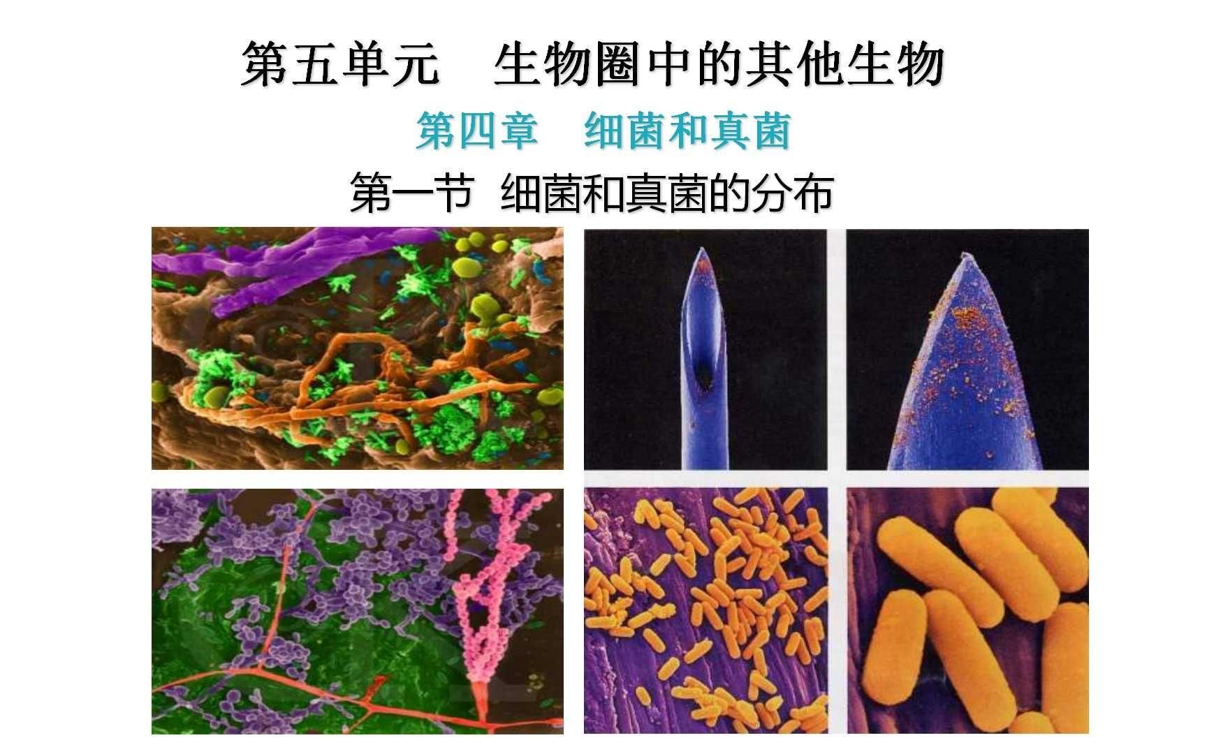 真菌和細菌哪個更常見，真菌與細菌的區(qū)別