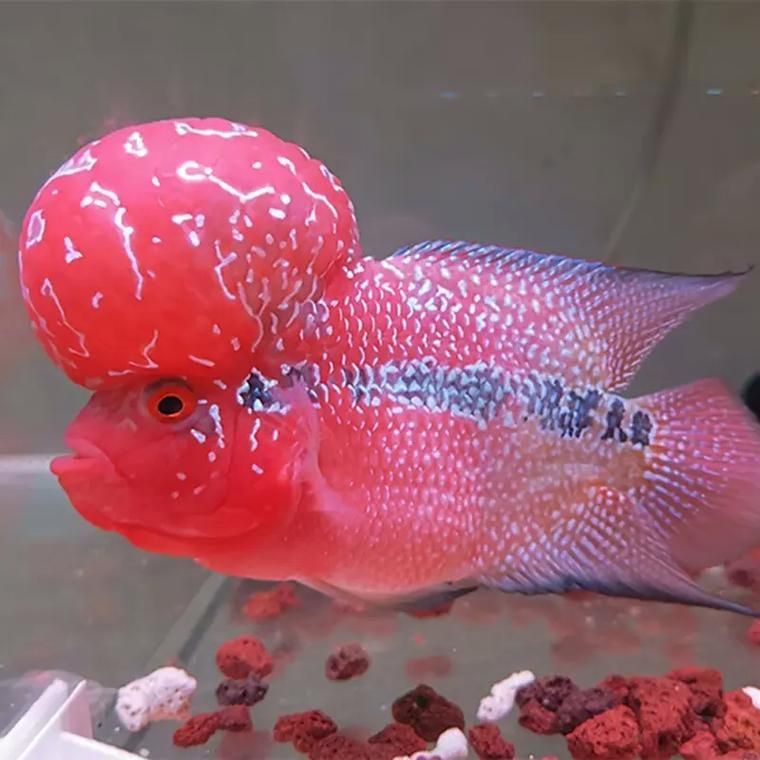 羅漢魚批發市場在哪里，西安羅漢魚市場對比清單