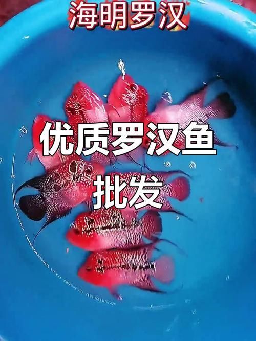 羅漢魚批發市場在哪里，西安羅漢魚市場對比清單