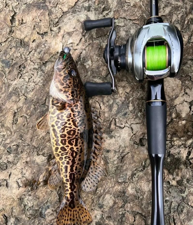 如何區分普通鱖魚和斑鱖，如何區分普通鱖魚