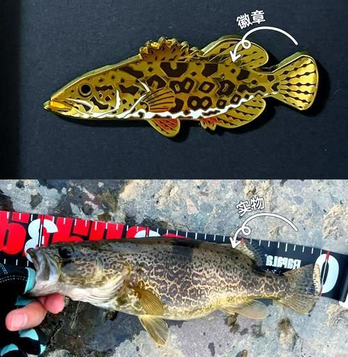 如何區分普通鱖魚和斑鱖，如何區分普通鱖魚