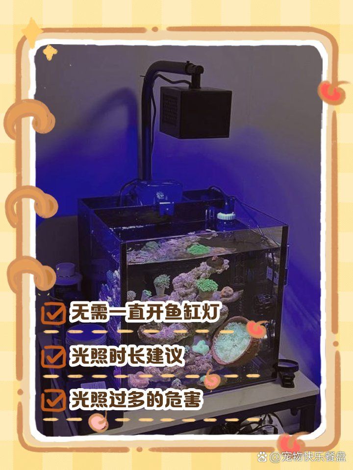 龍魚燈照可以每天進行嗎？，龍魚燈照可以每天進行嗎， 龍魚燈照可以每天進行嗎？，龍魚燈照可以每天進行嗎， 龍魚百科 第2張