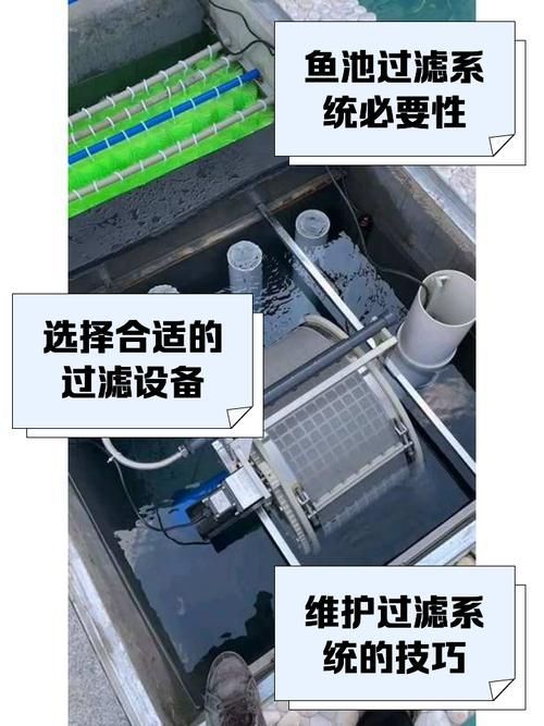 如何提供適合金龍魚的飼養(yǎng)環(huán)境？，如何提供金龍魚的飼養(yǎng)環(huán)境？