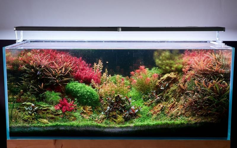 有哪些品牌的水族燈推薦？，有哪些品牌的水族燈值得入手？