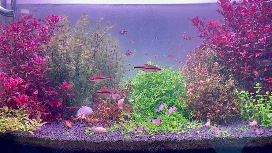 有哪些品牌的水族燈推薦？，有哪些品牌的水族燈值得入手？