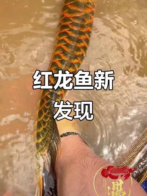過背金龍和紅龍哪個更貴？，過背金龍魚和紅龍哪個更貴？ 過背金龍和紅龍哪個更貴？，過背金龍魚和紅龍哪個更貴？ 龍魚百科 第4張