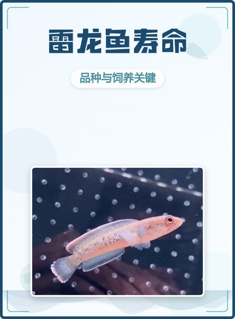 雷龍魚壽命有多長，如何延長雷龍魚的壽命？ 雷龍魚壽命有多長，如何延長雷龍魚的壽命？ 龍魚百科 第1張