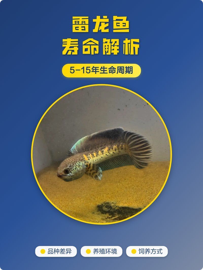雷龍魚壽命有多長，如何延長雷龍魚的壽命？ 雷龍魚壽命有多長，如何延長雷龍魚的壽命？ 龍魚百科 第2張