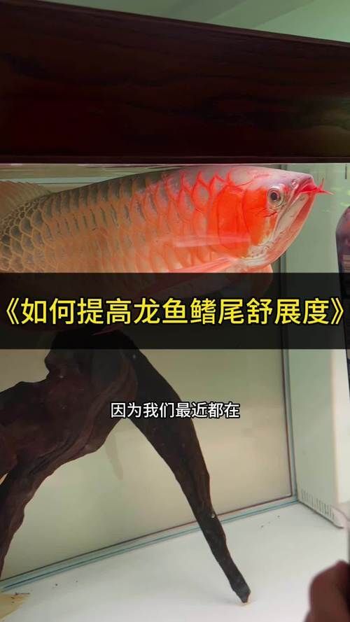 如何區分真假荔城龍魚？，如何區分真假荔城龍魚， 如何區分真假荔城龍魚？，如何區分真假荔城龍魚， 龍魚百科 第9張