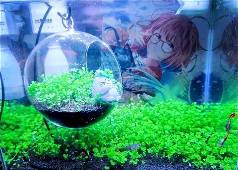 如何設置魚缸的定時燈光，如何設置魚缸定時燈光 如何設置魚缸的定時燈光，如何設置魚缸定時燈光 龍魚百科 第10張