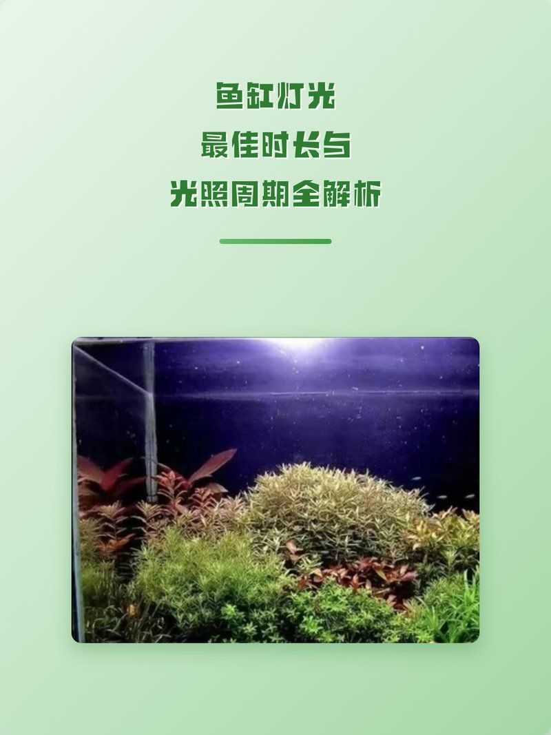 如何設置魚缸的定時燈光，如何設置魚缸定時燈光 如何設置魚缸的定時燈光，如何設置魚缸定時燈光 龍魚百科 第11張