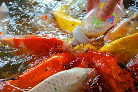 詳解（1000字和配圖）龍魚一次應該喂多少小魚？，龍魚一次喂多少小魚
