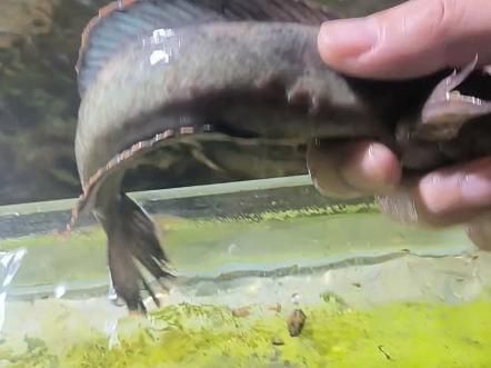 有哪些常見的小型龍魚品種，小型雷龍魚缸里的小型雷龍魚缸里的小型雷龍品種
