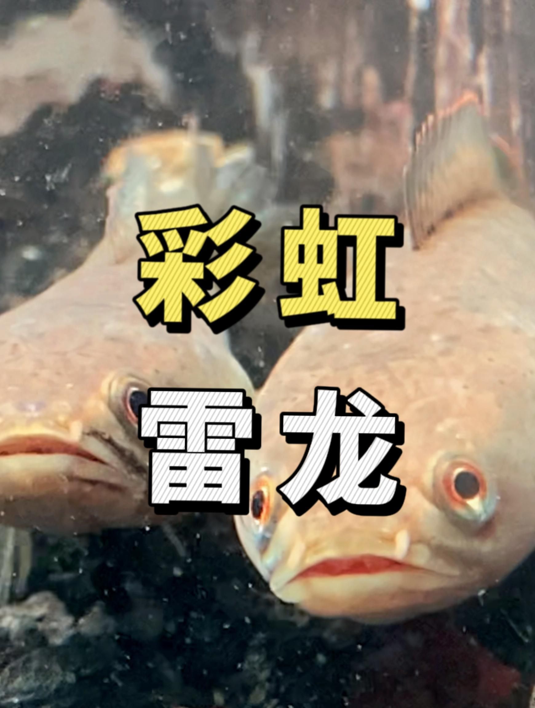 有哪些常見的小型龍魚品種，小型雷龍魚缸里的小型雷龍魚缸里的小型雷龍品種