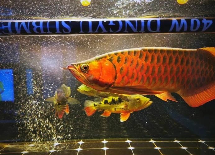 龍魚(yú)抗菌液可以用多久一次合適？，龍魚(yú)抗菌液可以用多久一次合適龍魚(yú)抗菌液可以用多久一次合適 龍魚(yú)抗菌液可以用多久一次合適？，龍魚(yú)抗菌液可以用多久一次合適龍魚(yú)抗菌液可以用多久一次合適 龍魚(yú)百科 第3張
