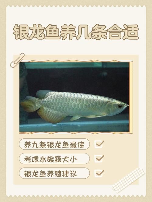 龍魚(yú)抗菌液可以用多久一次合適？，龍魚(yú)抗菌液可以用多久一次合適龍魚(yú)抗菌液可以用多久一次合適 龍魚(yú)抗菌液可以用多久一次合適？，龍魚(yú)抗菌液可以用多久一次合適龍魚(yú)抗菌液可以用多久一次合適 龍魚(yú)百科 第6張