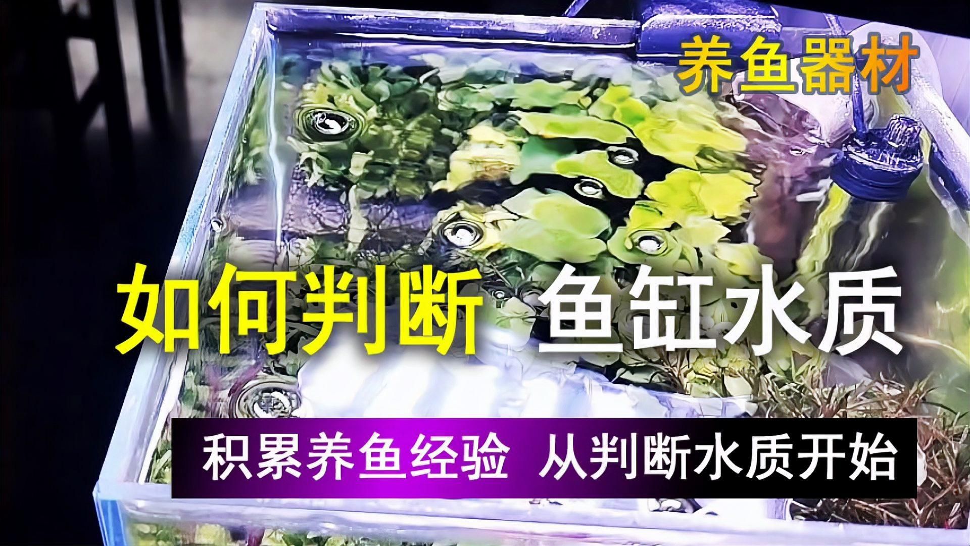 如何預防魚缸中的魚眼睛變紅？