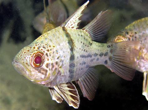 球鯊魚，球形鯊魚,球形鯊魚（sphaeramiaorbicularis） 球鯊魚，球形鯊魚,球形鯊魚（sphaeramiaorbicularis） 龍魚百科 第1張
