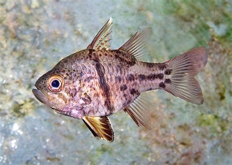球鯊魚，球形鯊魚,球形鯊魚（sphaeramiaorbicularis） 球鯊魚，球形鯊魚,球形鯊魚（sphaeramiaorbicularis） 龍魚百科 第2張