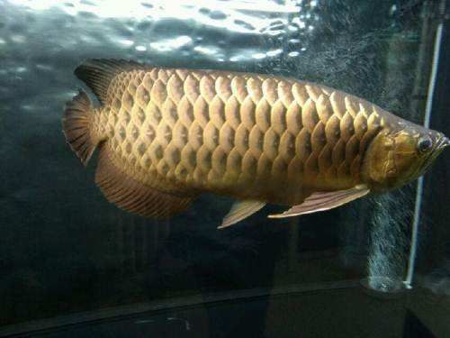 雙橋龍魚有哪些品種？，雙橋龍魚有哪些品種， 雙橋龍魚有哪些品種？，雙橋龍魚有哪些品種， 龍魚百科 第18張