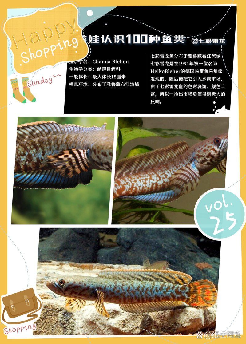 七彩雷龍魚需要加溫嗎，七彩雷龍魚需要加溫嗎七彩雷龍魚養護指南