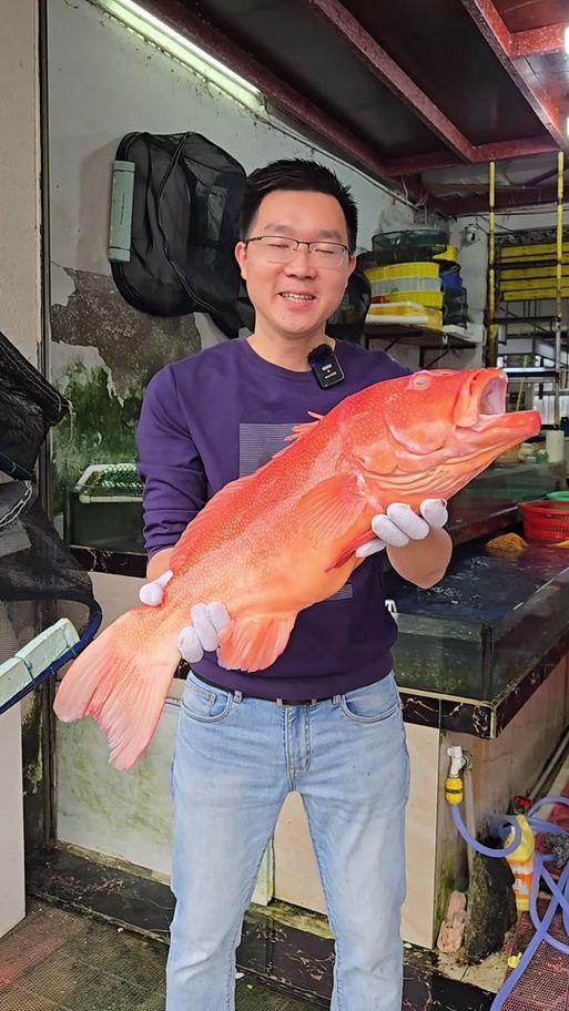 給我一些高清的海南龍魚圖片