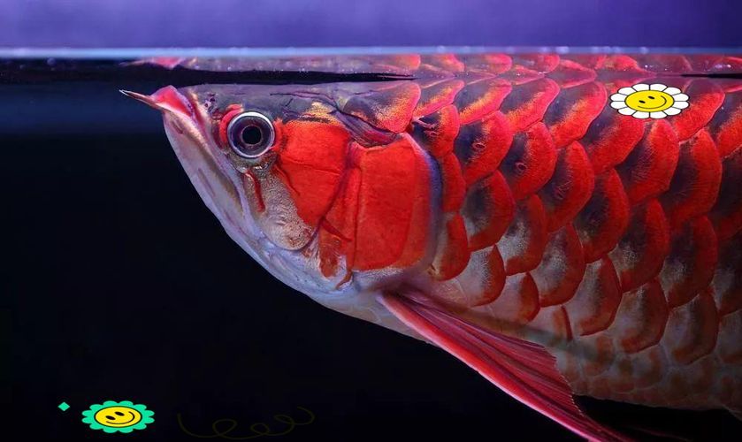 給我一些高清的海南龍魚圖片 給我一些高清的海南龍魚圖片 龍魚百科 第17張