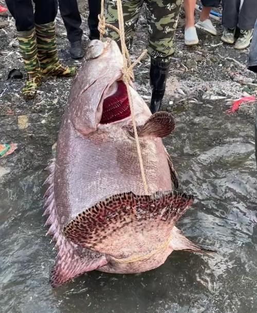 給我一些高清的海南龍魚圖片 給我一些高清的海南龍魚圖片 龍魚百科 第8張