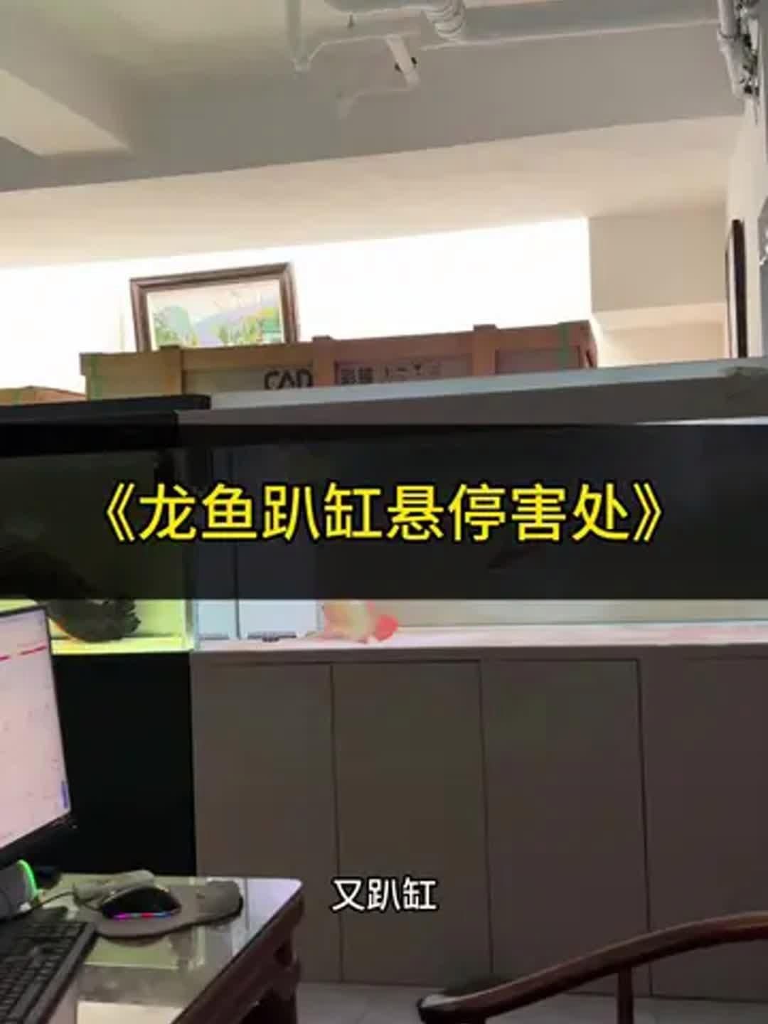 龍魚趴缸底后如何恢復(fù)活力，全民小視頻，龍魚趴缸底后多久會恢復(fù)？