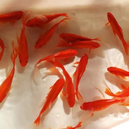 給我一些紅色魚類的養殖圖片，紅色觀賞魚及其養殖要點，