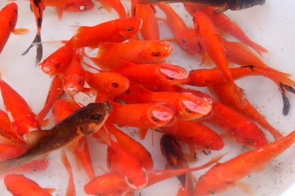 給我一些紅色魚類的養殖圖片，紅色觀賞魚及其養殖要點，
