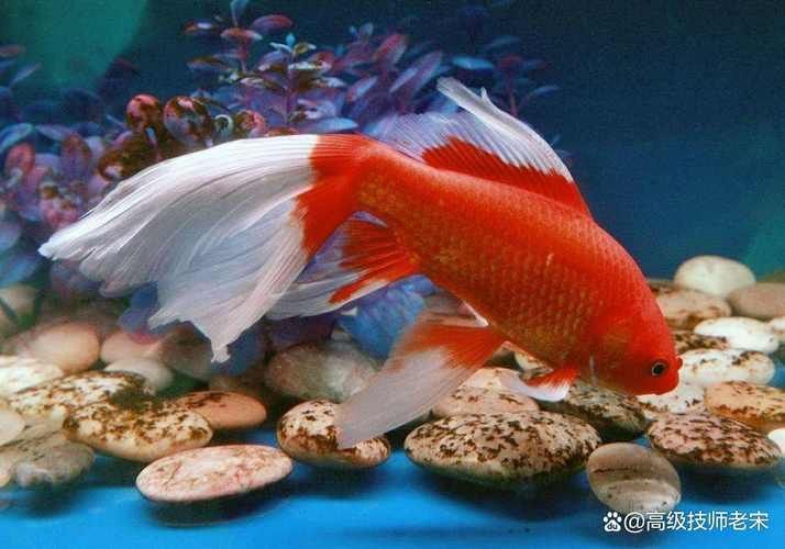 給我一些紅色魚類的養殖圖片，紅色觀賞魚及其養殖要點，
