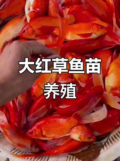 給我一些紅色魚類的養殖圖片，紅色觀賞魚及其養殖要點，