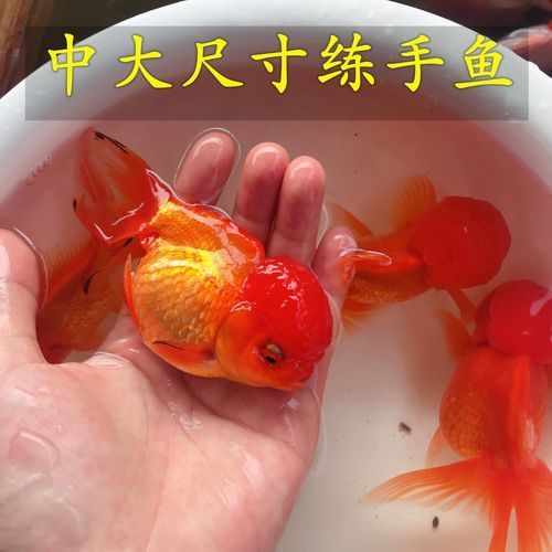 給我一些紅色魚類的養殖圖片，紅色觀賞魚及其養殖要點，