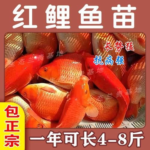 給我一些紅色魚類的養殖圖片，紅色觀賞魚及其養殖要點，