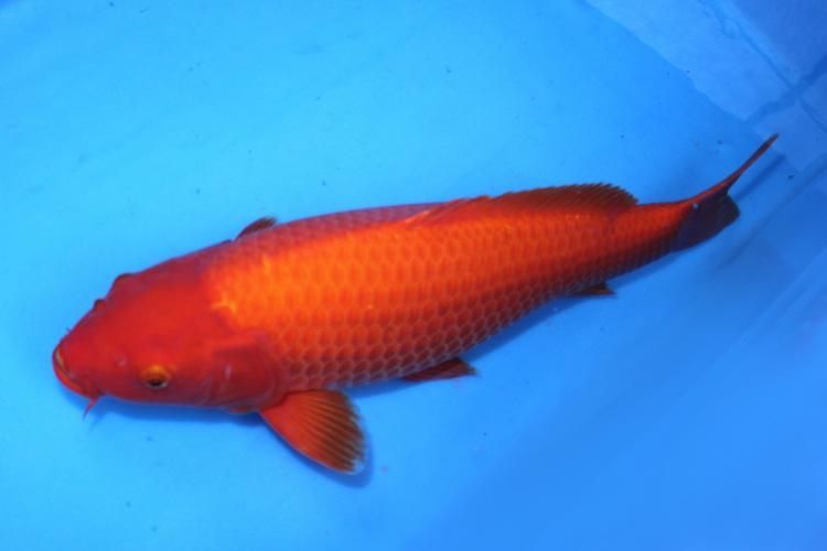 給我一些紅色魚類的養殖圖片，紅色觀賞魚及其養殖要點，