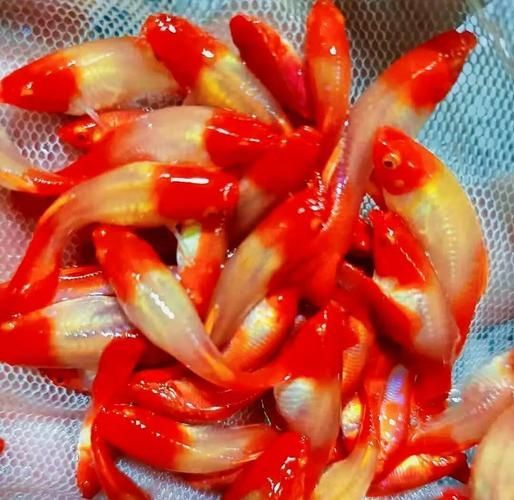 給我一些紅色魚類的養殖圖片，紅色觀賞魚及其養殖要點，