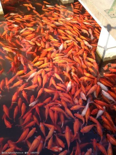 給我一些紅色魚類的養殖圖片，紅色觀賞魚及其養殖要點，