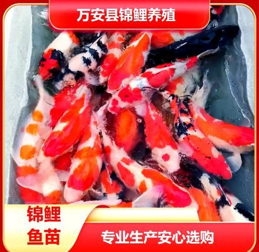 給我一些紅色魚類的養殖圖片，紅色觀賞魚及其養殖要點，